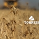 Torresi